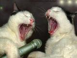 Katzen Konzert