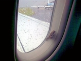 Schwarzflieger