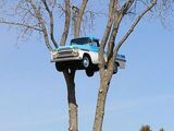 Auto im Baum