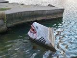 Hai im Wasser