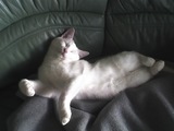 Verdrehte Katze