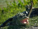 Winkendes Krokodil