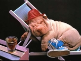 Wellnesshund