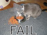 Arme hungrige Katze
