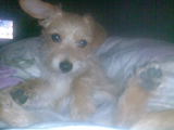 Hund chillt