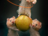 Sportliche Hamster
