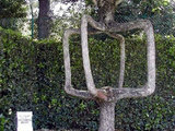 Schr&auml;g gewachsener Baum
