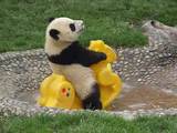 Spielender Panda