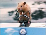 Steuerhamster