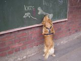 Die erfolgreiche Pisastudie