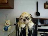 Spaghetti-Hund