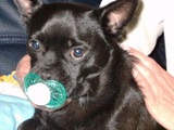 Schnuller-Hund