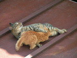 Katzen-Porno