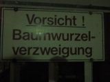 Baumwurzelverzweigung