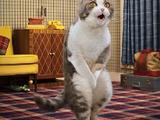 Katze muss dringend
