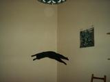 Kater an der Wand