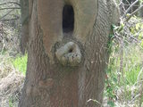 Weiblicher Baum