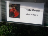 Eine vulgäre Rote Beete! Eine vulgäre Rote Beete!