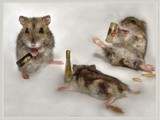 M&auml;useparty