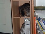 Katzenregal