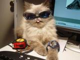 Coole Katze mit Sonnenbrille