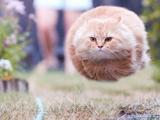 Fliegende Katzenkugel Fliegende Katzenkugel