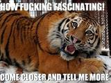 Interessierter Tiger Interessierter Tiger