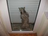 Katze hinter Rolladen Katze hinter Rolladen