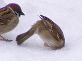 Der Vogel und der Schnee Der Vogel und der Schnee