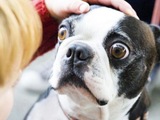Hund mit gro&szlig;en Augen