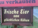 Frische (Kuh)eier zu verkaufen