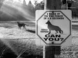 Wachhund