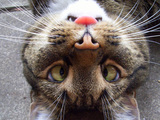 Katzengesicht
