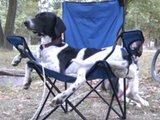 Chillender Hund