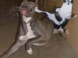 Ninja Katze