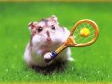 Tennishamster
