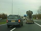 Elefant auf Autobahn