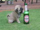 Welpe liebt sein Bierchen