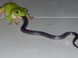 Frosch mit gro&szlig;em Appetit