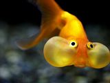 Fisch mit dicken Backen