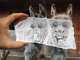 Coole Lamas
