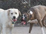 Fassungslose Hunde
