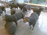Echt Schaf