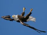 Herp Derp Adler