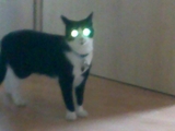M&ouml;rderkatze
