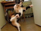 Karate-Cat