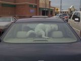 Hundchen kackt ins Auto