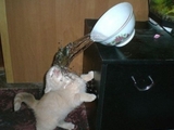 Katze vs Wassersch&uuml;ssel