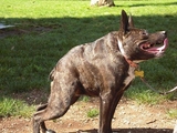 Kurzer Kampfhund