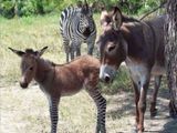 Wenn das Zebra mit dem Esel